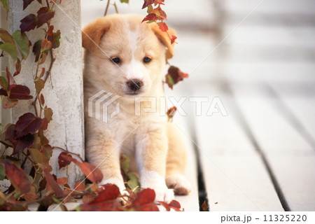 かわいい子犬 11325220