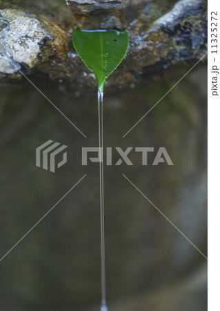 葉から垂れる水の写真素材