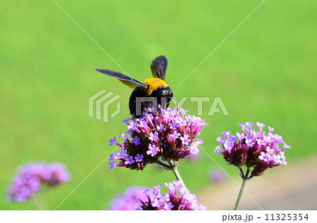 可愛いクマバチ の写真素材