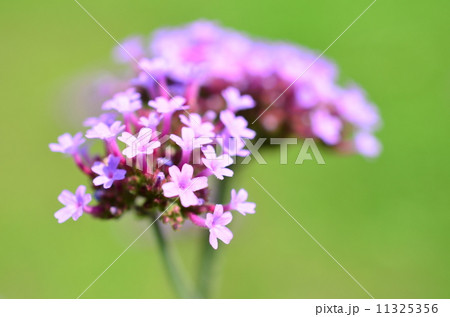 虫たちに人気の花♪ 11325356