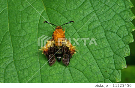 オオモモブトスカシバ 11325456