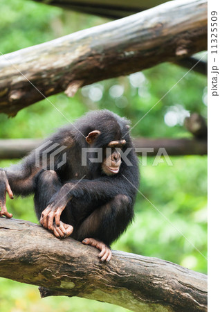 Common Chimpanzee Common Chimpanzee 11325509