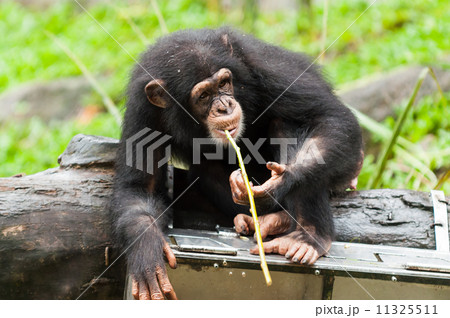 Common Chimpanzee 11325511