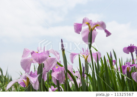 花菖蒲 花菖蒲 11325567