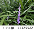 ヤブランのつぼみ 11325582