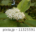 ミズキの花 11325591