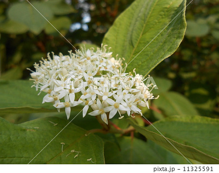 ミズキの花 11325591