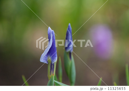 花菖蒲 花菖蒲 11325655