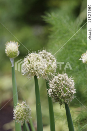 九条ネギ 九条ネギ 11325660