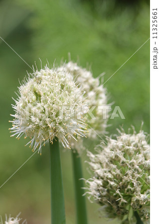 九条ネギ 九条ネギ 11325661