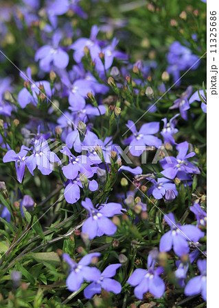 アズーロコンパクト・スカイブルー 11325686