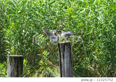 ササゴイ 11325752