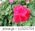 ゼラニウムの花 11325754