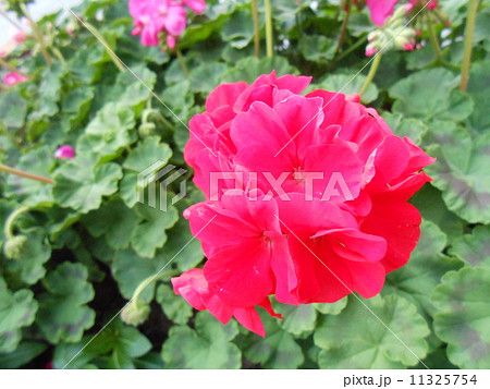 ゼラニウムの花 11325754