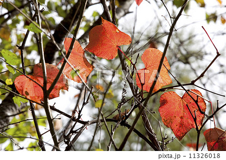 ヤマブドウの紅葉 11326018