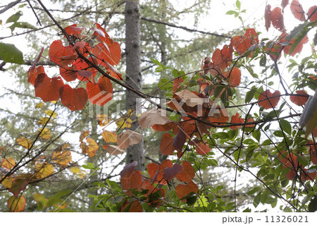 ヤマブドウの紅葉 ヤマブドウの紅葉 11326021