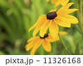 夏のひまわり 11326168