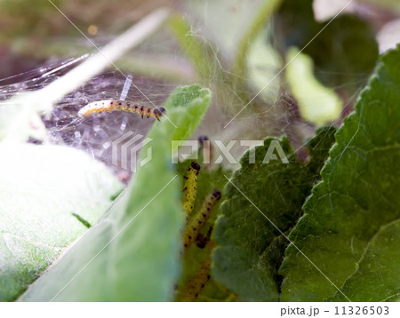 green caterpillars in apple leaves green caterpillars in apple leaves 11326503