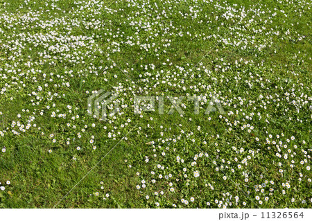 Many white small flowers in top view of meadow 11326564