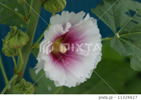 タチアオイ　立葵　Althaea rosea 11326627