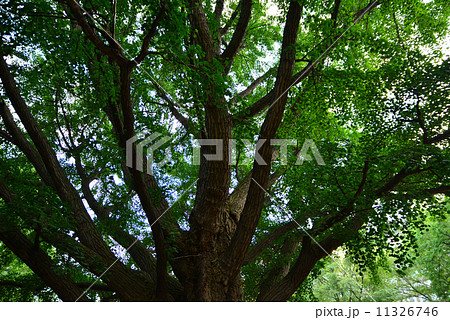 老木 老木 11326746