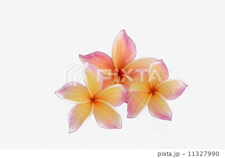 Frangipani flower isolated on a white background Frangipani flower isolated on a white background 11327990