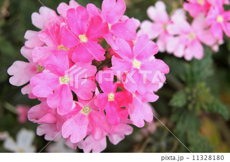 ピンクのバーベナ 11328180