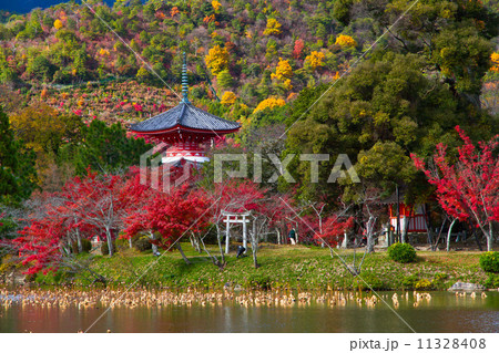 大覚寺の紅葉 11328408