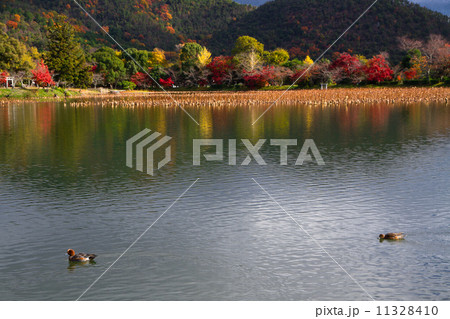 大覚寺の大沢池 11328410