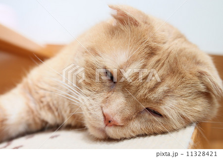 寝ている猫の顔アップ 11328421