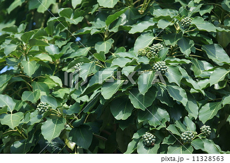 隠蓑　カクレミノと申します。 11328563