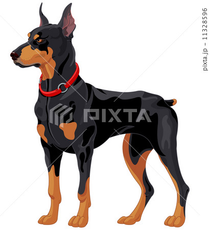 Doberman guard dog 11328596