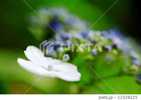 紫陽花 11329225