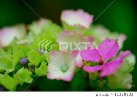 紫陽花 11329232