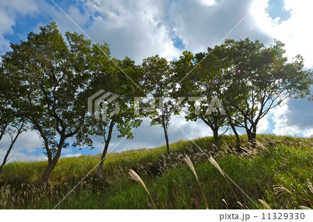 高原の樹々 高原の樹々 11329330