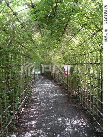 向島百花園の萩のトンネル 11329376