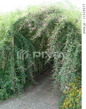 向島百花園の萩のトンネル 11329377