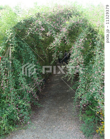 向島百花園の萩のトンネル 11329379
