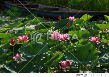 ハス畑と小舟 11329409