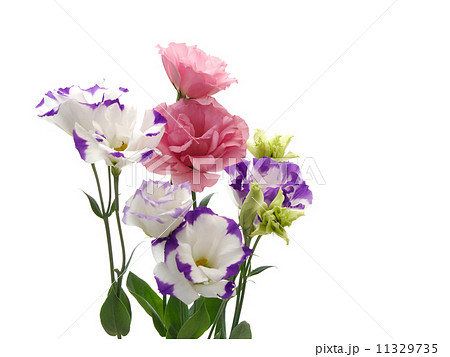 トルコキキョウ 11329735