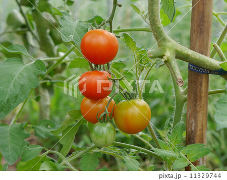 家庭菜園 11329744