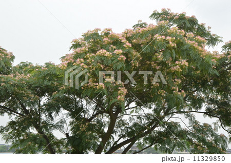 ネムの花咲く　菖蒲町　埼玉 11329850