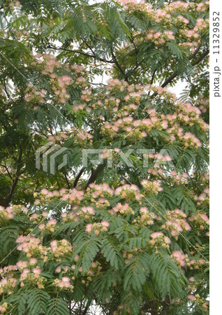 ネムの花咲く　菖蒲町　埼玉 11329852
