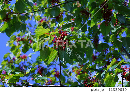 飯桐イイギリ　別名は南天桐　クリスマスリースにすると綺麗です。 11329859