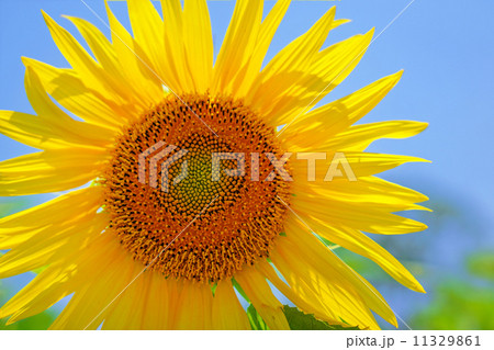 ヒマワリ 11329861