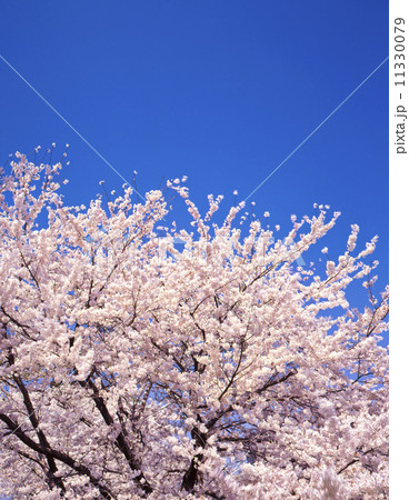桜 11330079
