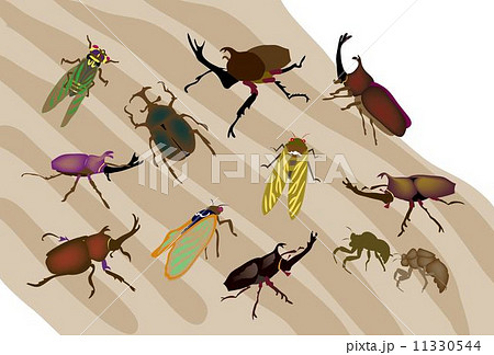 クワガタムシやカブトムシや蝉の夏の昆虫のイラスト素材