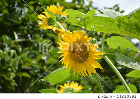 朝のひまわり 11330592