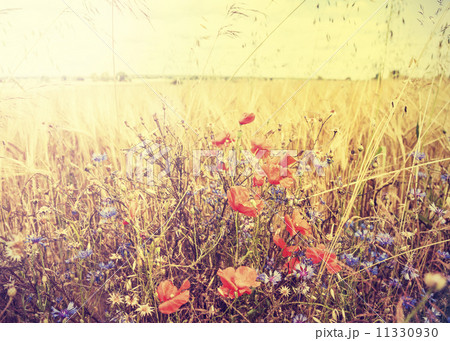 Beautiful retro rural landscape with sunset over meadow. Beautiful retro rural landscape with sunset over meadow. 11330930