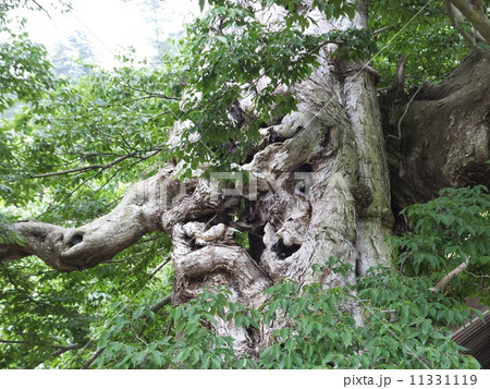 ムクノキの大木（島根県出雲市） 11331119